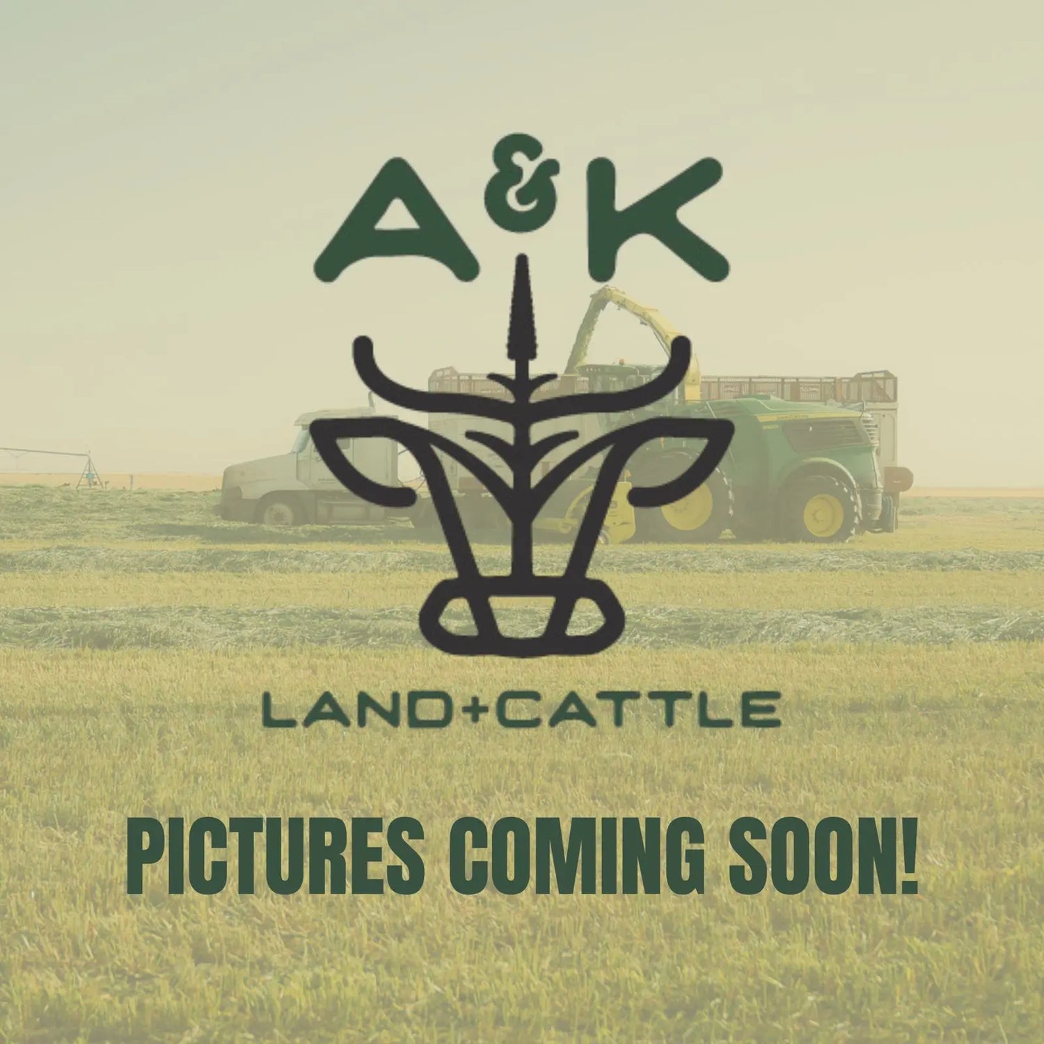 A&K Land & Cattle – Ribeye Steak, Oklahoma farm-raised dry-aged beef, shipped frozen nationwide.
