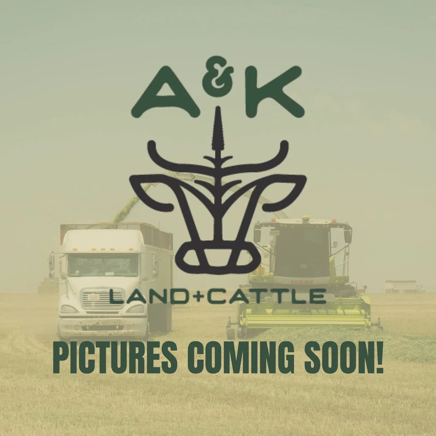 A&K Land & Cattle – Ribeye Steak, Oklahoma farm-raised dry-aged beef, shipped frozen nationwide.