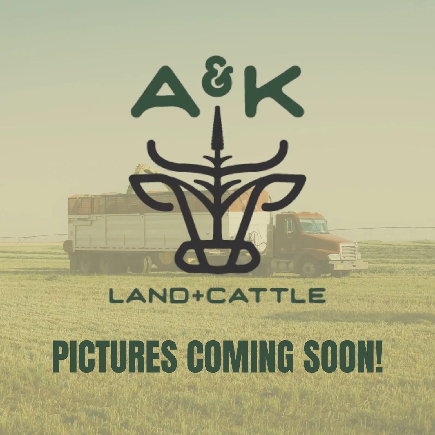 A&K Land & Cattle – Ribeye Steak, Oklahoma farm-raised dry-aged beef, shipped frozen nationwide.