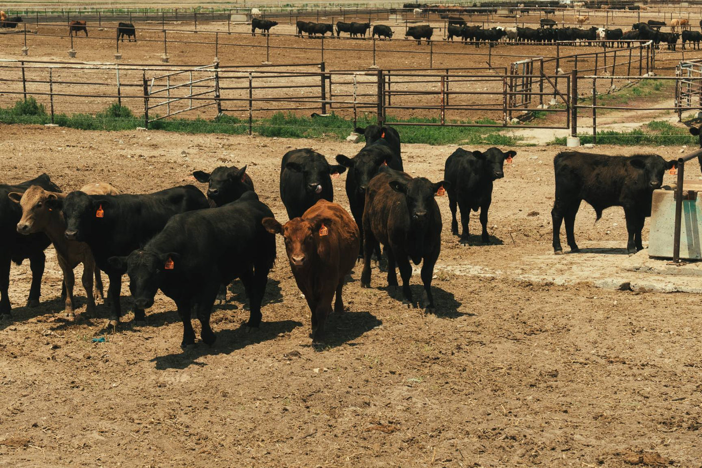 Cattle Raising & Backgrounding