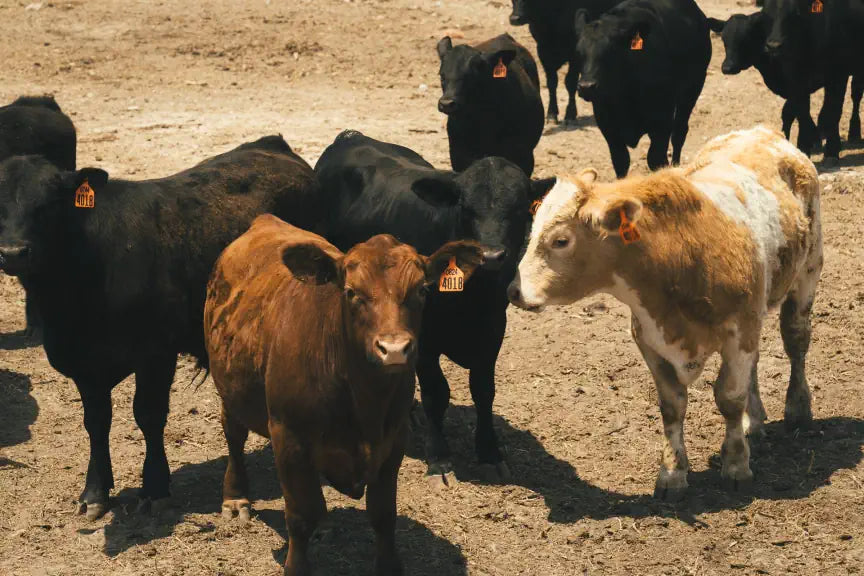 Group of cows standing on a dirt ground in Oklahoma