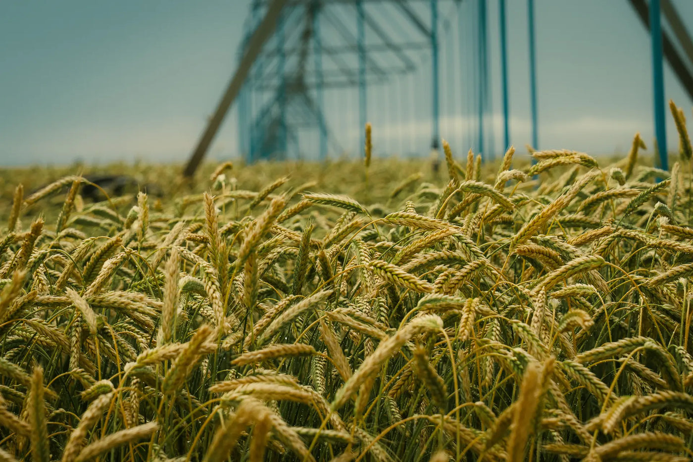 Feed & Forage Supply